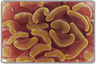 Gold Hammer Coral